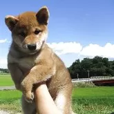 柴犬(標準サイズ)