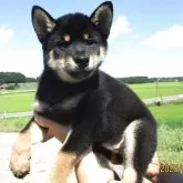 柴犬(標準サイズ)