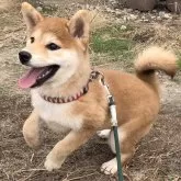 柴犬(標準サイズ)