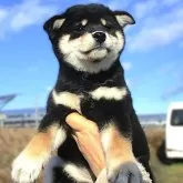 柴犬(標準サイズ)【宮城県・女の子・2024年10月16日・黒】の写真1
