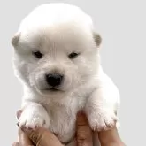 柴犬(標準サイズ)