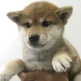 柴犬(標準サイズ)【宮城県・女の子・2025年6月2日・赤】の写真1