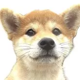 柴犬(標準サイズ)