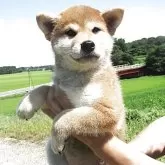 柴犬(標準サイズ)