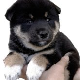 柴犬(標準サイズ)