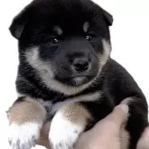 柴犬(標準サイズ)