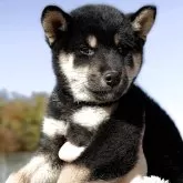 柴犬(標準サイズ)