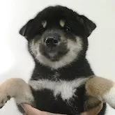 柴犬(標準サイズ)