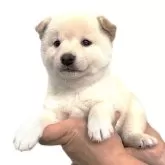 柴犬(標準サイズ)