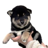 柴犬(標準サイズ)