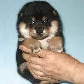 柴犬(標準サイズ)