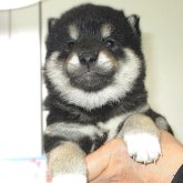 柴犬(標準サイズ)
