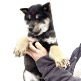 柴犬(標準サイズ)