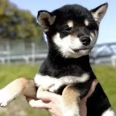 柴犬(標準サイズ)