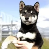 柴犬(標準サイズ)