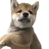 柴犬(標準サイズ)