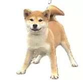 柴犬(標準サイズ)