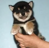 柴犬(標準サイズ)