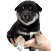 柴犬(標準サイズ)