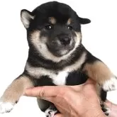 柴犬(標準サイズ)