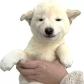 柴犬(標準サイズ)