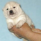 柴犬(標準サイズ)