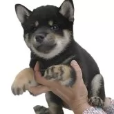 柴犬(標準サイズ)
