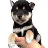 柴犬(標準サイズ)