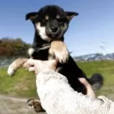 柴犬(標準サイズ)【宮城県・女の子・2025年8月30日・黒】の写真2