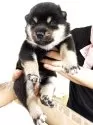 柴犬(標準サイズ)【宮城県・女の子・2025年8月25日・黒】の写真2