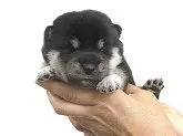 柴犬(標準サイズ)【宮城県・女の子・2025年8月25日・黒】の写真3