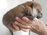 柴犬(標準サイズ)【宮城県・女の子・2025年6月2日・赤】の写真3