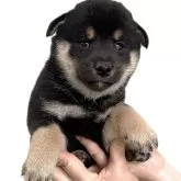 柴犬(標準サイズ)【宮城県・女の子・2025年8月30日・黒】の写真13