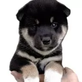 柴犬(標準サイズ)【宮城県・男の子・2025年8月25日・黒】の写真3