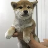 柴犬(標準サイズ)【宮城県・女の子・2025年6月2日・赤】の写真3