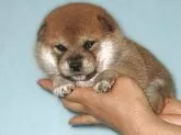 柴犬(標準サイズ)【宮城県・女の子・2025年6月2日・赤】の写真3