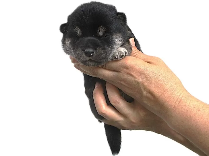 柴犬【宮城県・男の子・2025年8月25日・黒】かわいい黒柴の