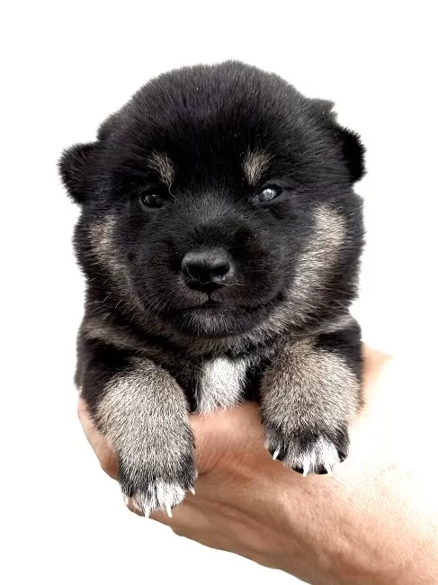 柴犬【宮城県・女の子・2025年8月25日・黒】元気な黒柴の女の子