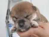柴犬(標準サイズ)【宮城県・女の子・2025年6月2日・赤】の写真4