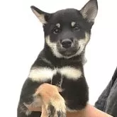 柴犬(標準サイズ)【宮城県・男の子・2025年6月10日・黒】の写真4