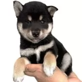 柴犬(標準サイズ)【宮城県・女の子・2025年8月30日・黒】の写真14