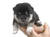 柴犬(標準サイズ)【宮城県・女の子・2025年8月25日・黒】の写真2