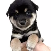 柴犬(標準サイズ)【宮城県・女の子・2025年8月25日・黒】の写真4