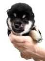 柴犬(標準サイズ)【宮城県・女の子・2025年8月25日・黒】の写真4