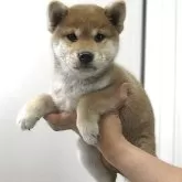 柴犬(標準サイズ)【宮城県・女の子・2025年6月2日・赤】の写真5