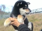 柴犬(標準サイズ)【宮城県・女の子・2024年9月24日・黒】の写真5
