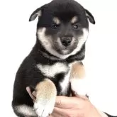 柴犬(標準サイズ)【宮城県・女の子・2025年8月30日・黒】の写真14