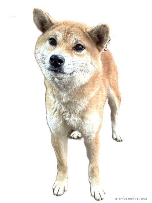 柴犬(標準サイズ)【・女の子・2024年8月4日・赤】