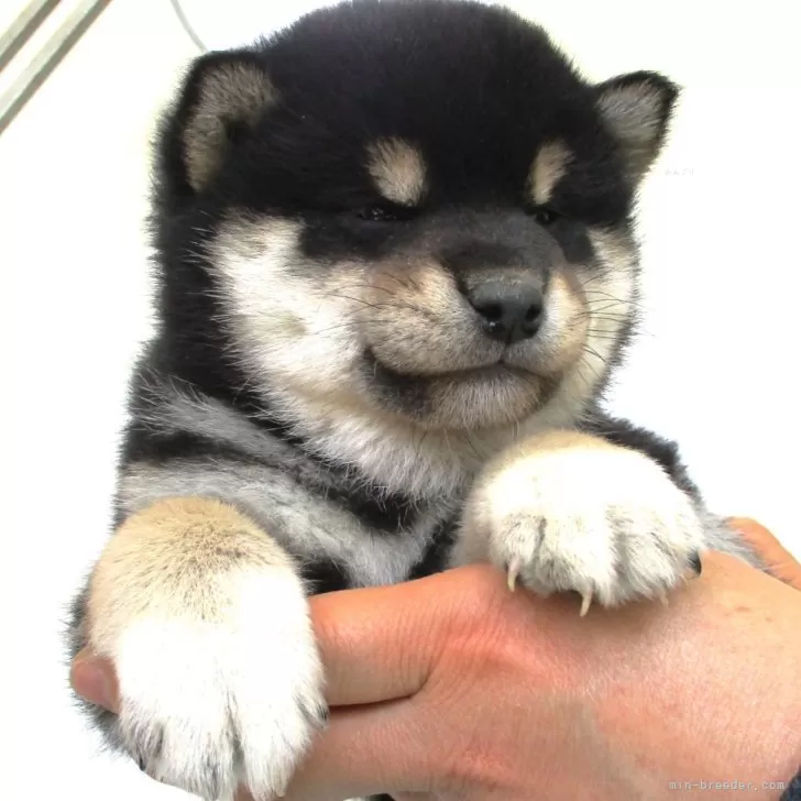 ID：2403-06269の子犬