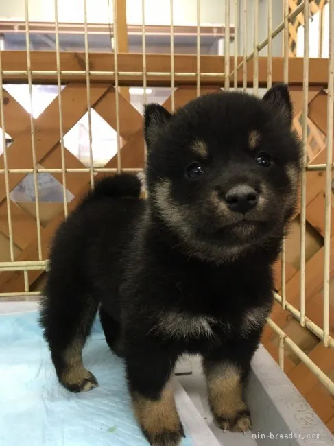 ID:2010-01002の子犬